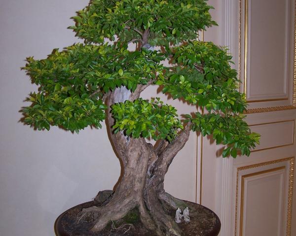 Décoration bonsaï